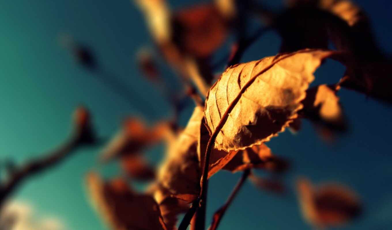 обои, листья, под, осень, сухие, тусклым